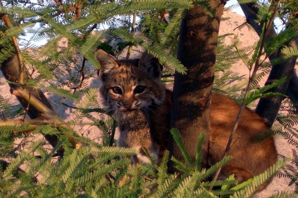 Wikimedia Commons/Emerika