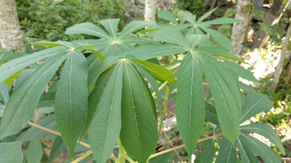 busy.org/@hattaarshavin