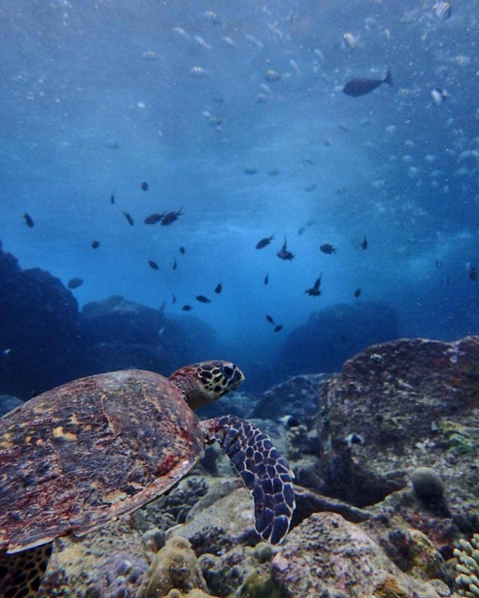 instagram.com/wisnutejakusuma