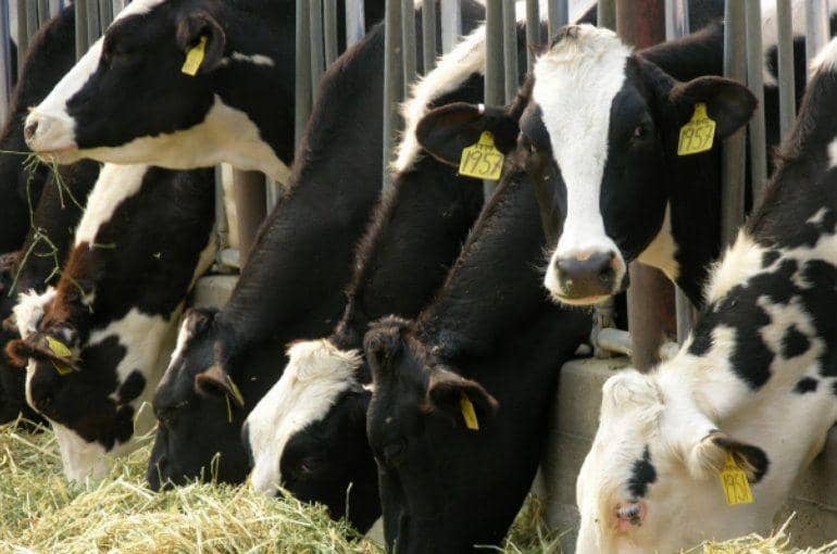 eurogroupforanimals.org