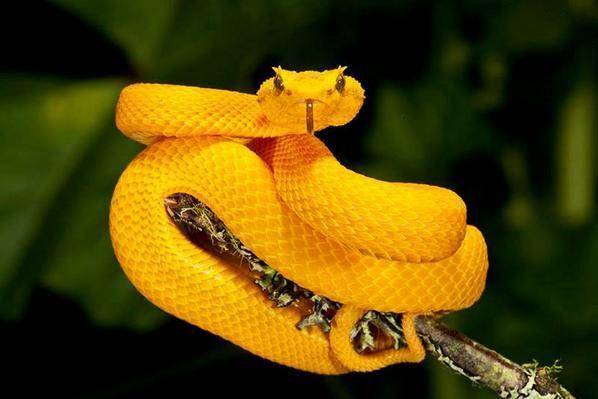 id.pinterest.com