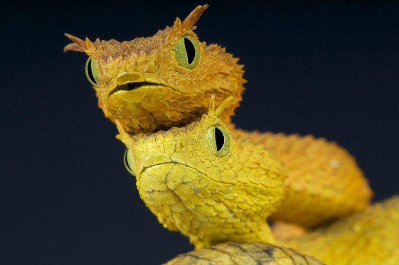 aboutanimals.com