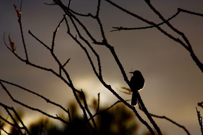 pacificwondertracker.com