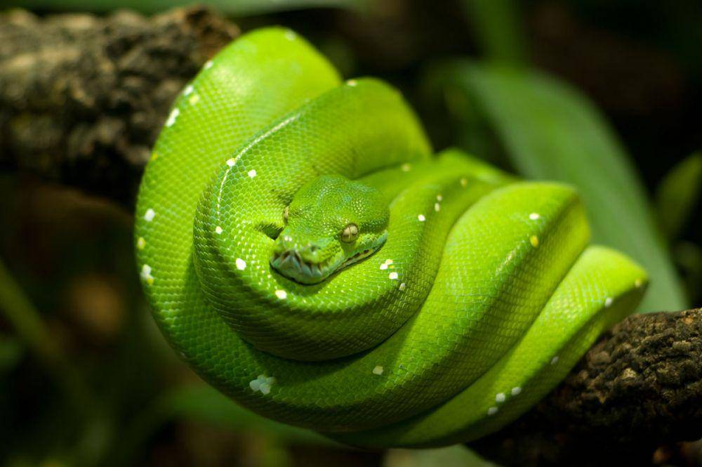 scalesntails.com