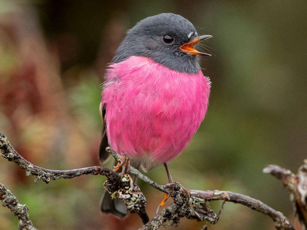 ebird.org
