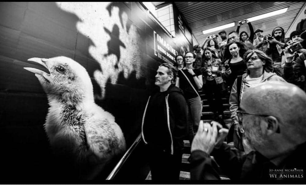 instagram.com/torontopigsave/