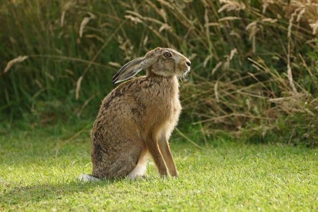 halsteadgazette.co.uk