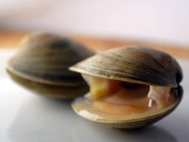 thefishsociety.co.uk