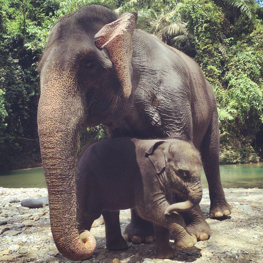 Instagram/nicholassaputra