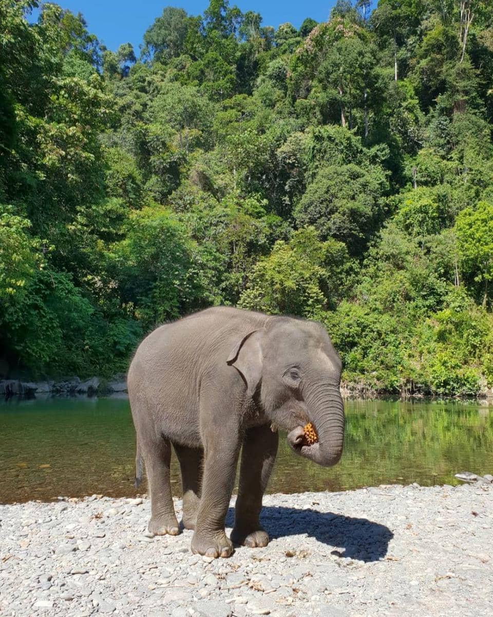 Instagram/nicholassaputra