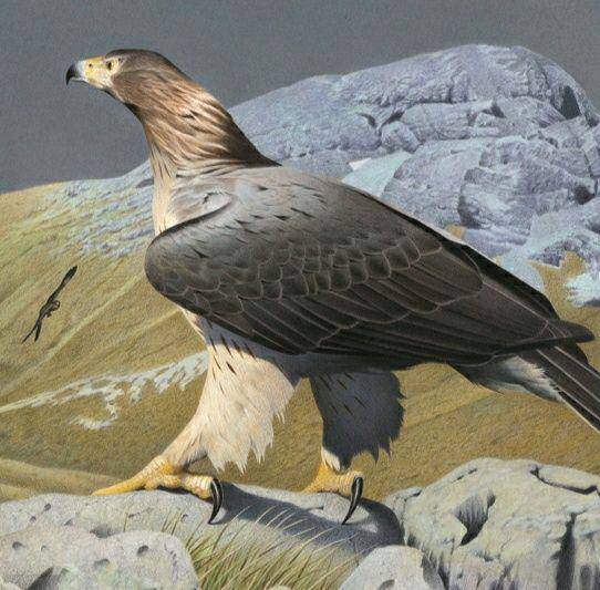 nzbirdsonline.org.nz