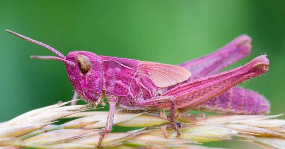 candidegardening.com