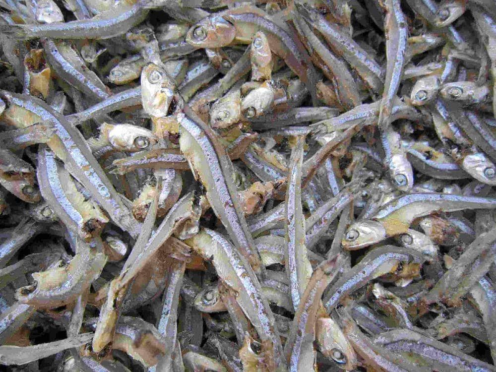 driedanchovies.com