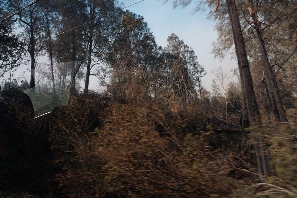 Cemara Gunung Ijen. IDN Times/Mohamad Ulil Albab