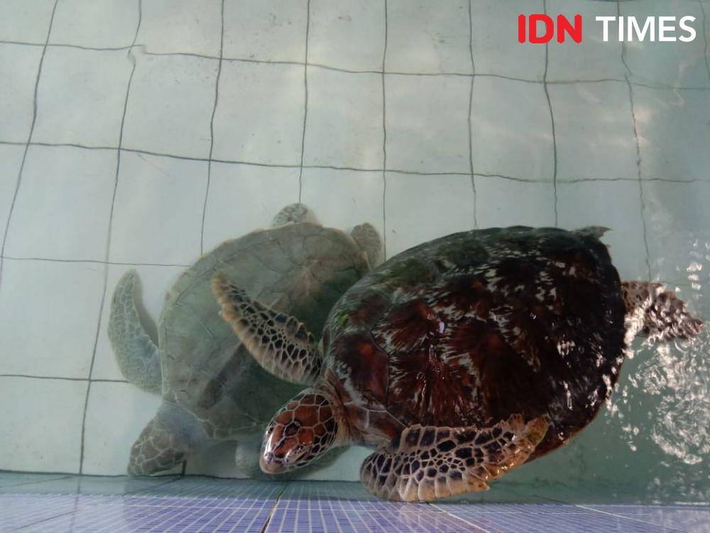 Foto hanya ilustrasi. (IDN Times/Ayu Afria)