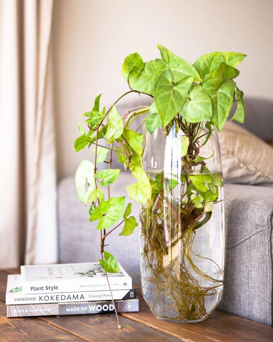 instagram.com/homespunsucculents