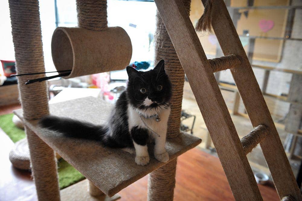 thecatcabinjakarta.com