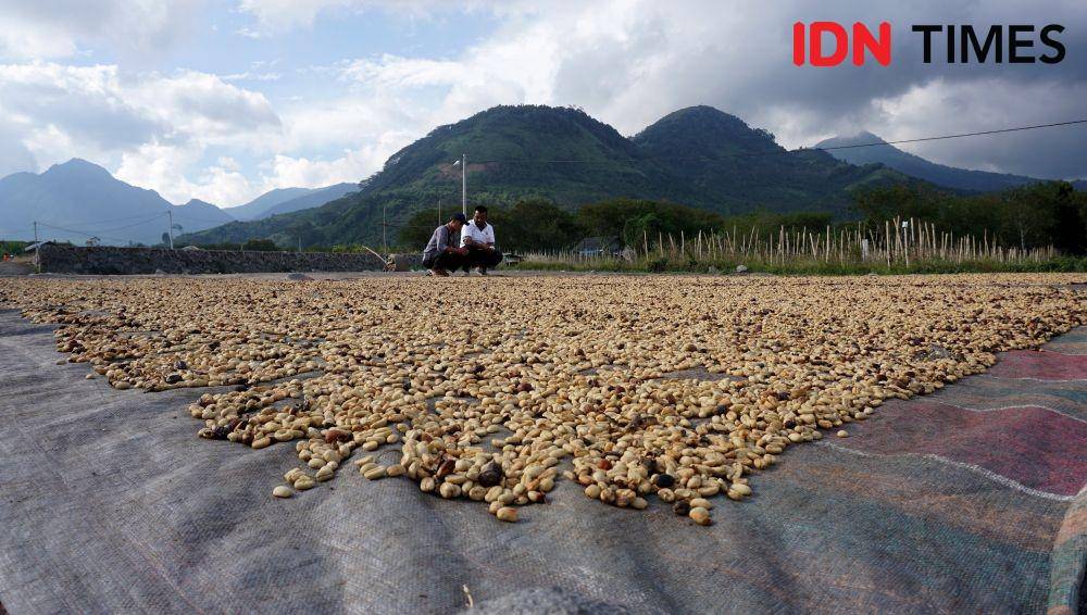 Petani Kopi Sipirok studi banding ke KBQ Baburrayyan (IDN Times/Arifin Al Alamudi)