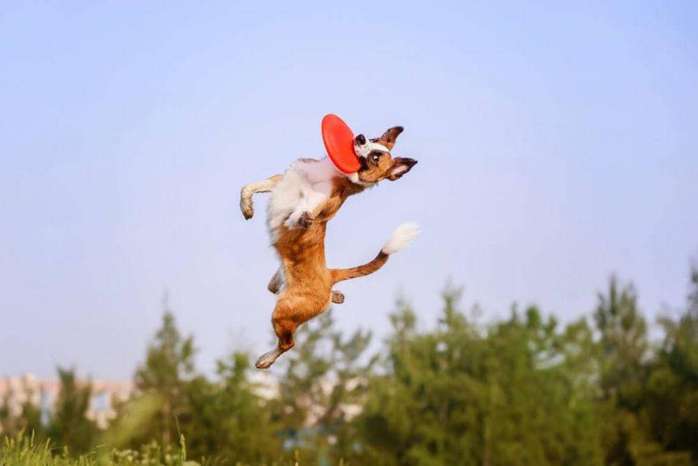 fromthegrapevine.com