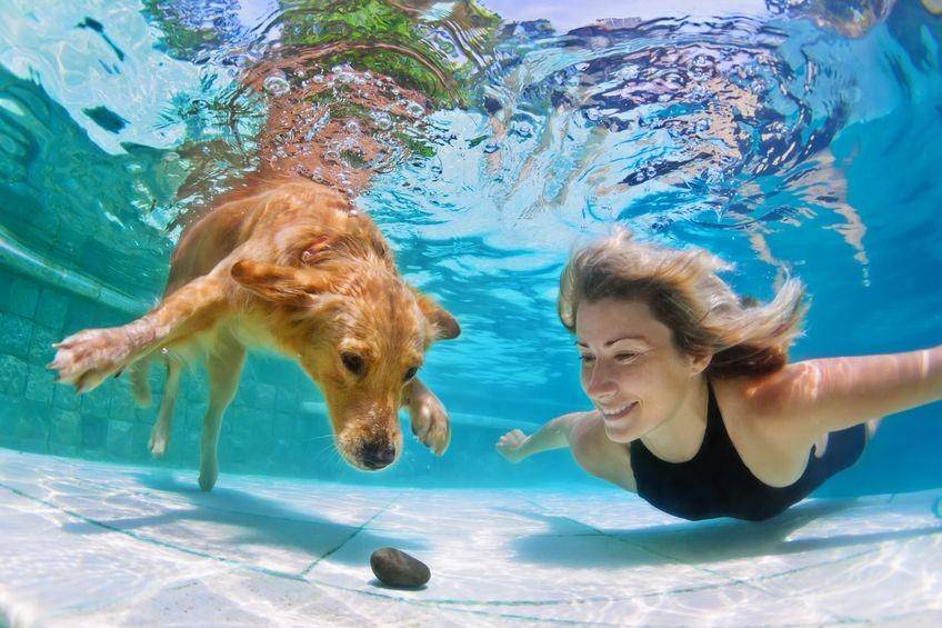 Ilustrasi berenang (splashyourpup.com)