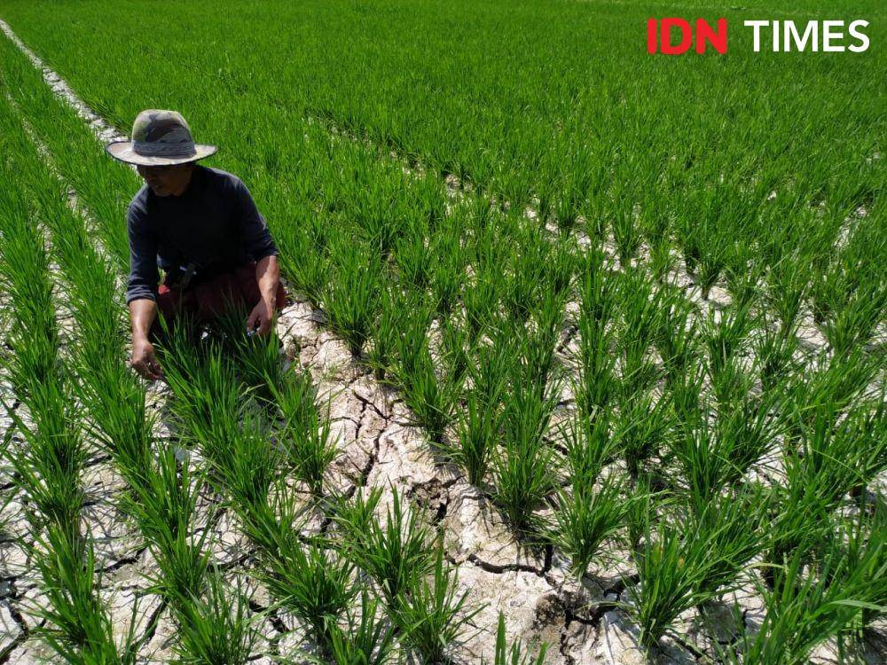 IDN Times/Wayan Antara