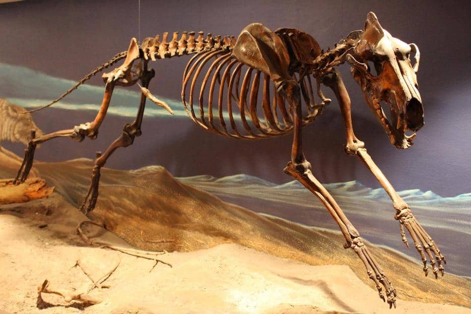 nationalgeographic.com