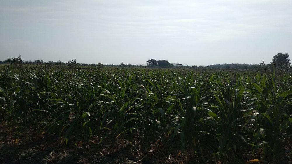Tanaman jagung milik petani Lamongan rusak dimakan tikus. IDN Times/Imron