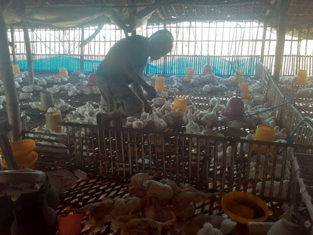 Ayam-ayam di Tuban mati mendadak, diduga karena kepanasan. IDN Times/Imron