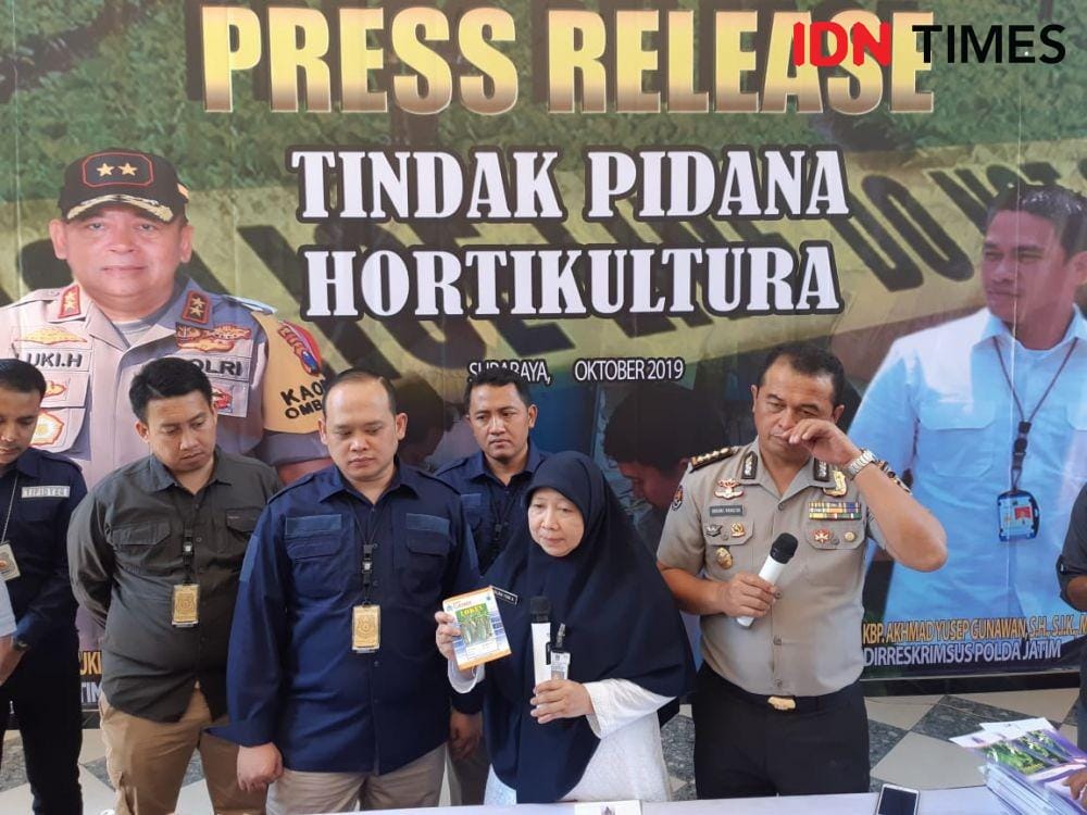 Pengawas Bibit Tanaman Distan Jatim Darlina Yuni (tengah) saat menunjukan barang bukti gelar pers rilis kasus hortikultura di Ditreskrimsus Polda Jatim, Rabu (30/10). IDN Times/Ardiansyah Fajar