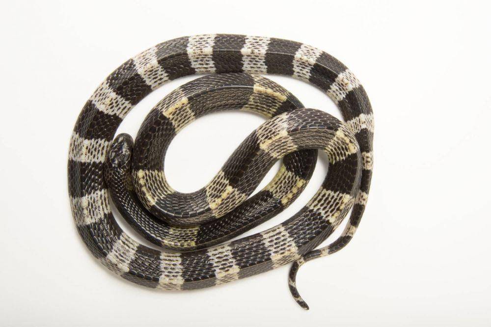 joelsartore.com