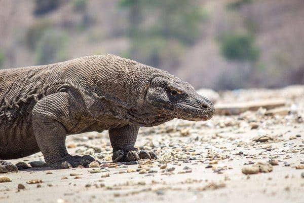 timetravelturtle.com