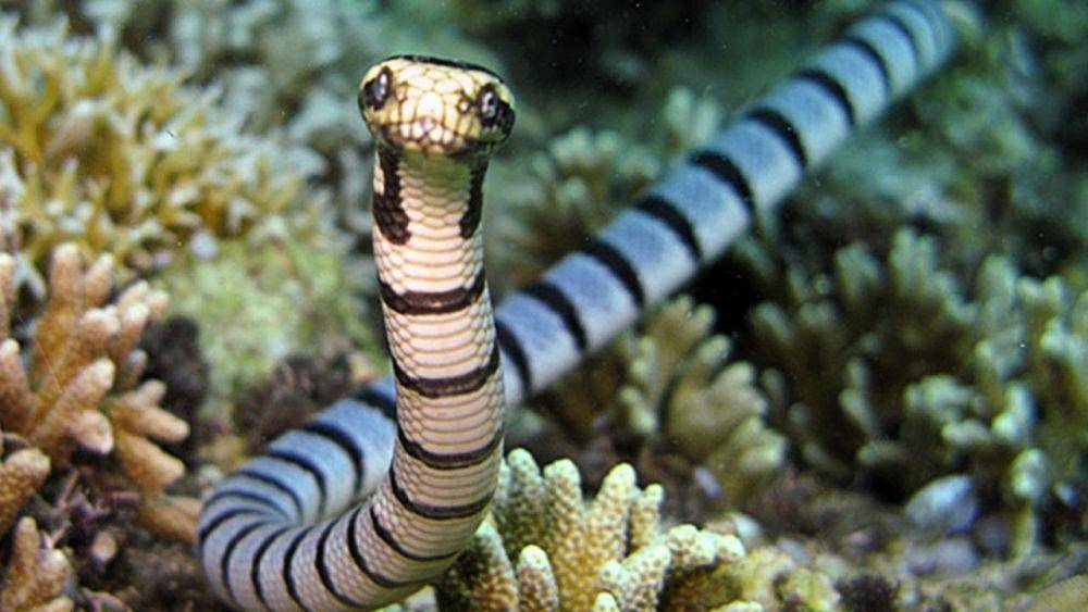 critter.science