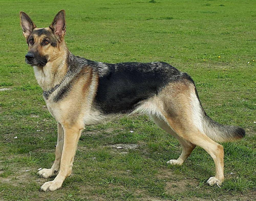 glamorousdogs.com