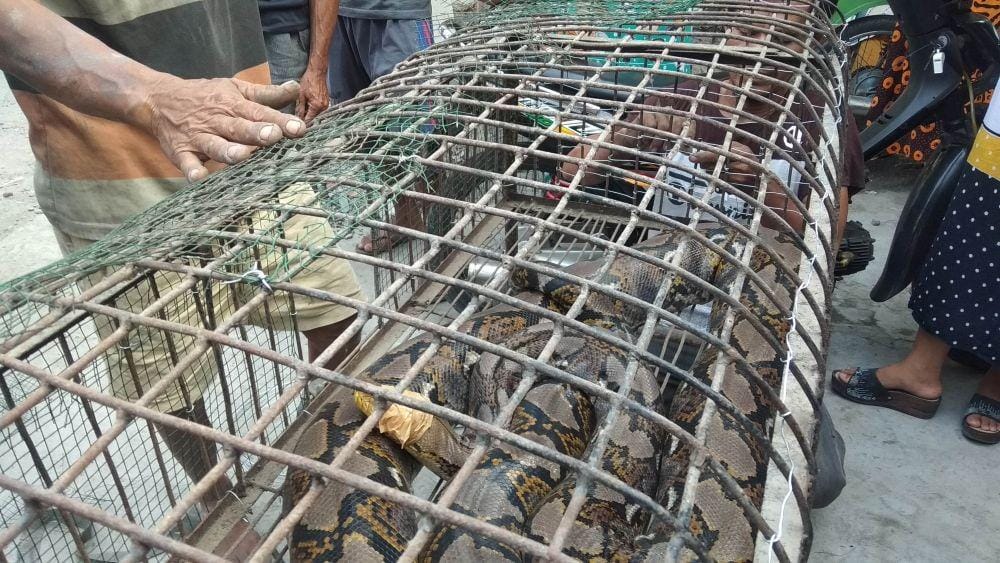 Warga Temenggung Lamongan menangkap ular piton. IDN Times/Imron