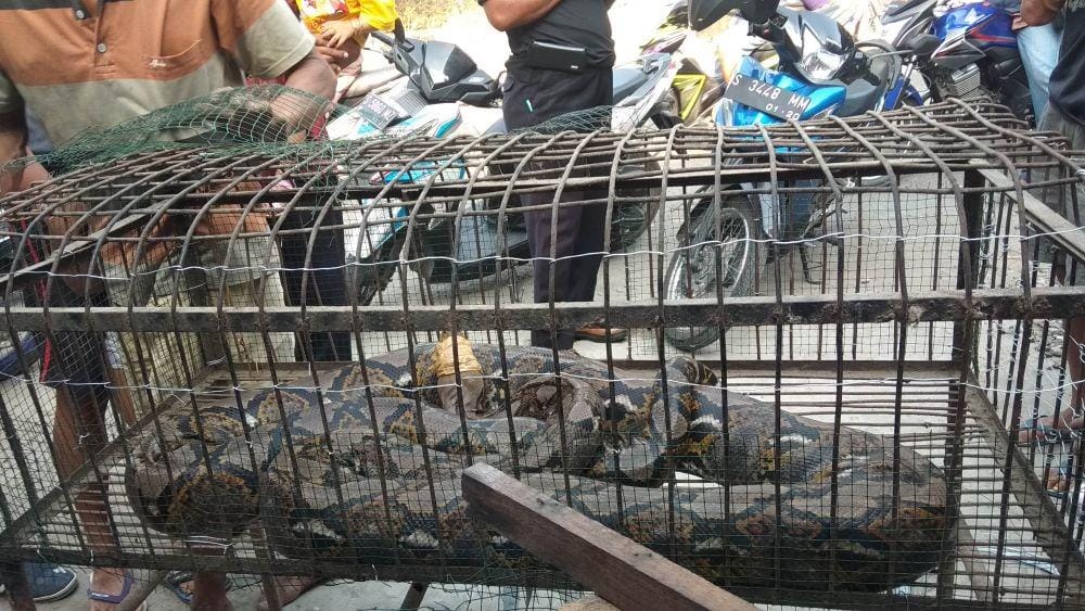 Warga Temenggung Lamongan menangkap ular piton. IDN Times/Imron
