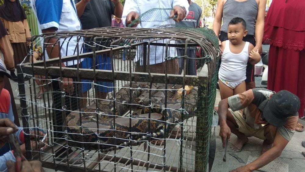 Warga Temenggung Lamongan menangkap ular piton. IDN Times/Imron