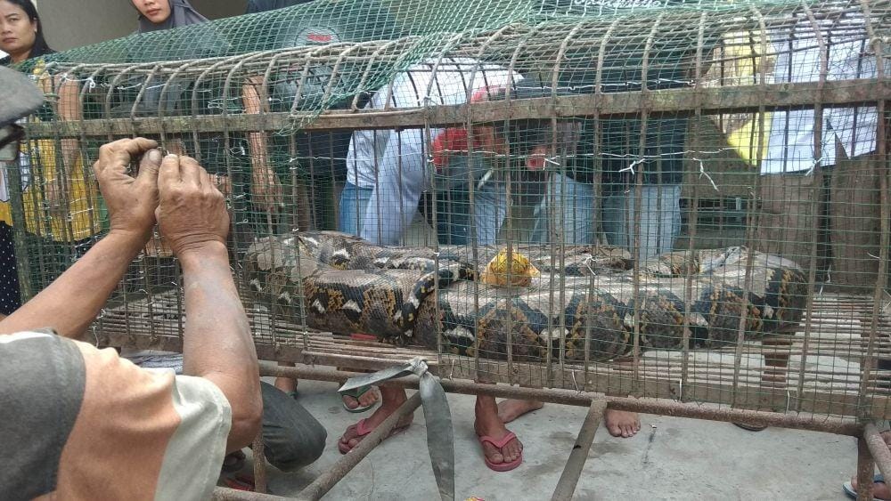 Warga Temenggung Lamongan menangkap ular piton. IDN Times/Imron