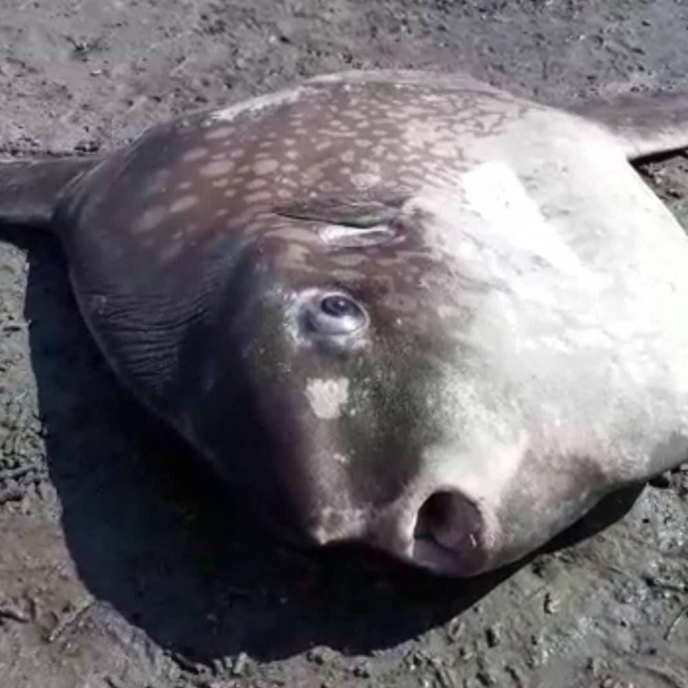 Dok.IDN Times/Istimewa