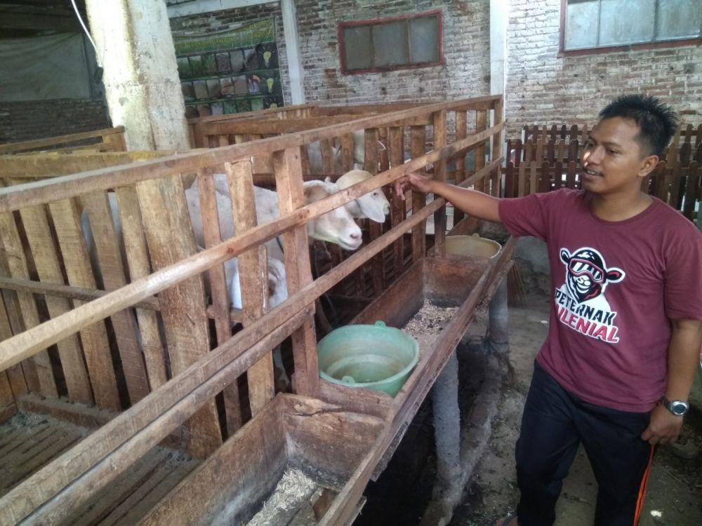 Khoiri pemilik usaha peternakan 'Kandank Oewang' sedang memperhatikan domba yang dibudidayakan. IDN Times/Nofika Dian Nugroho