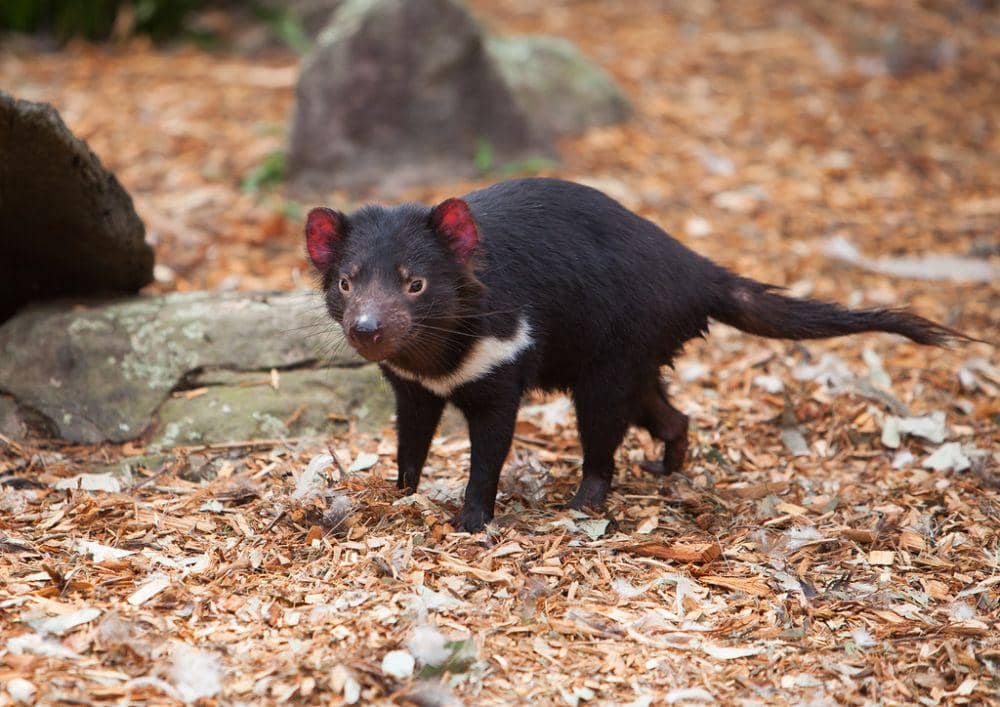 5 Hewan Mamalia Endemik Pulau Tasmania yang Unik-unik Banget