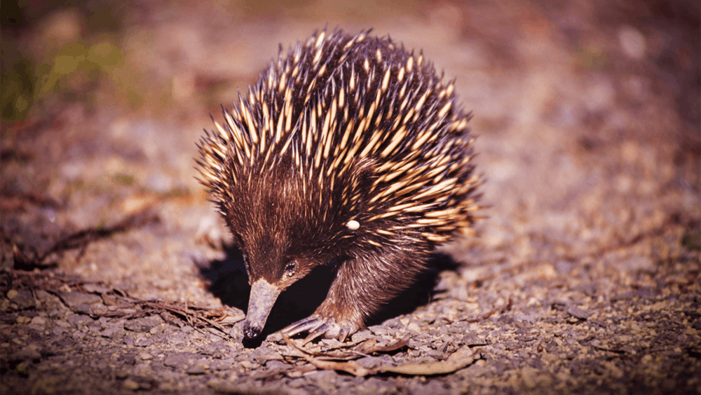 nationalgeographic.com.au