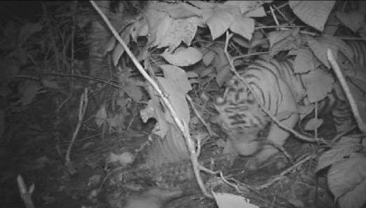 Harimau Sumatera terpantau lewat kamera trap (Dok. IDN Times/Istimewa)