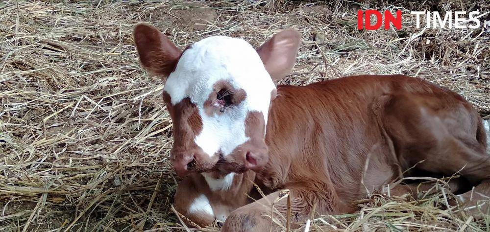 Anak sapi di Bantul dengan kelainan 2 mulut dan 3 mata. IDN Times/Daruwaskita