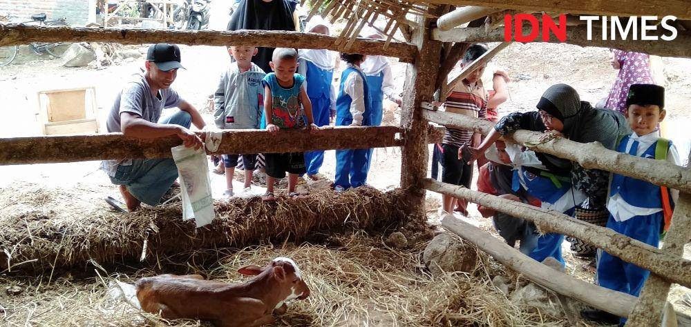 Anak sapi yang punya kelainan 2 mulut dan 3 mata di Bantul. IDN TImes/Daruwaskita