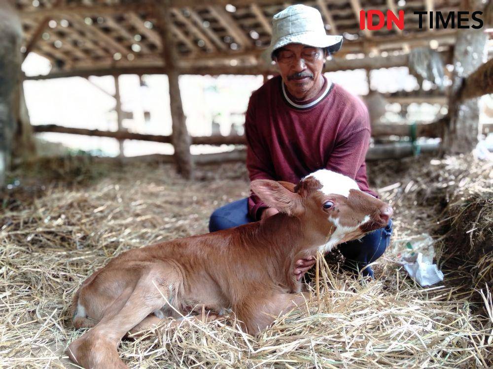 Aldani pemilik indukan sapi yang melahirkan anak sapi dengan kelainan 2 mulut dan 3 mata. IDN Times/Daruwaskita
