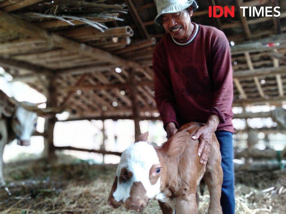Aldani pemilik indukan sapi menunjukkan anak sapi yang mengalami kelainan dengan 2 mulut dan 3 mata. IDN Times/Daruwaskita