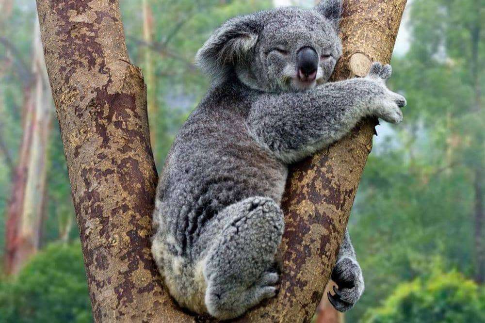 savethekoala.com