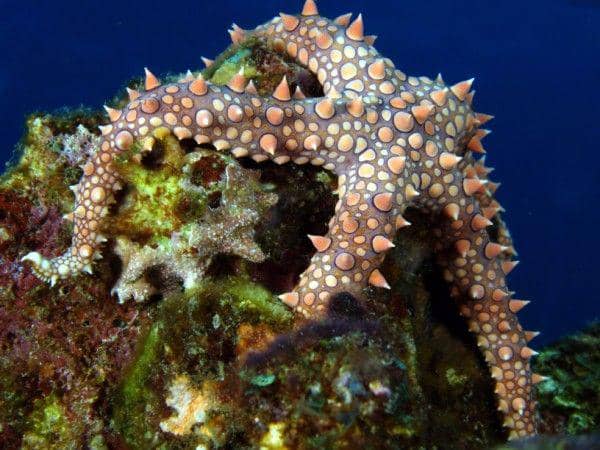 featuredcreature.com