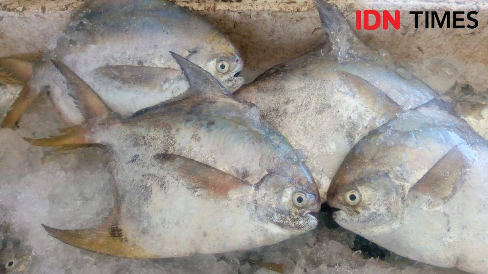 Ikan bawal hasil tangkapan nelayan Pantai Samas. IDN Times/Daruwaskita