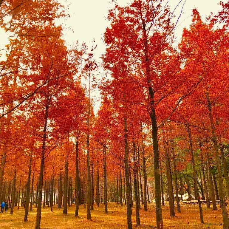 chopsticksandcarryons.com